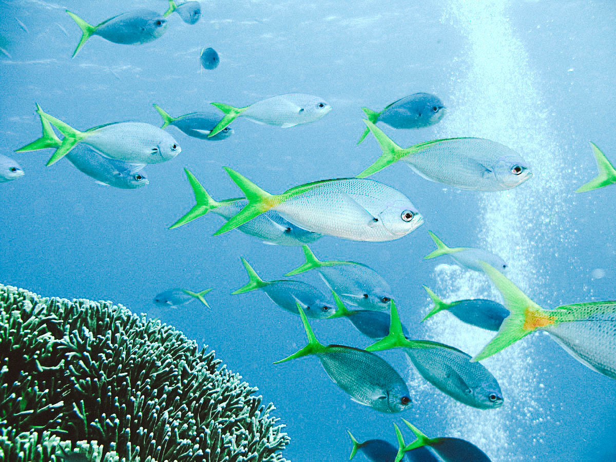 MERGULHO GRANDE BARREIRA DE CORAIS AUSTRALIA