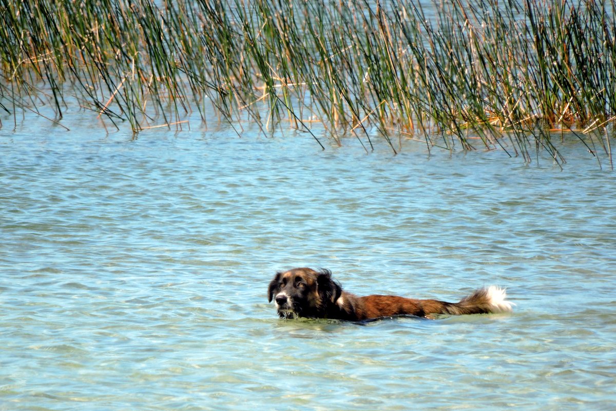 Cachorro em Lagoa próximo a Natal