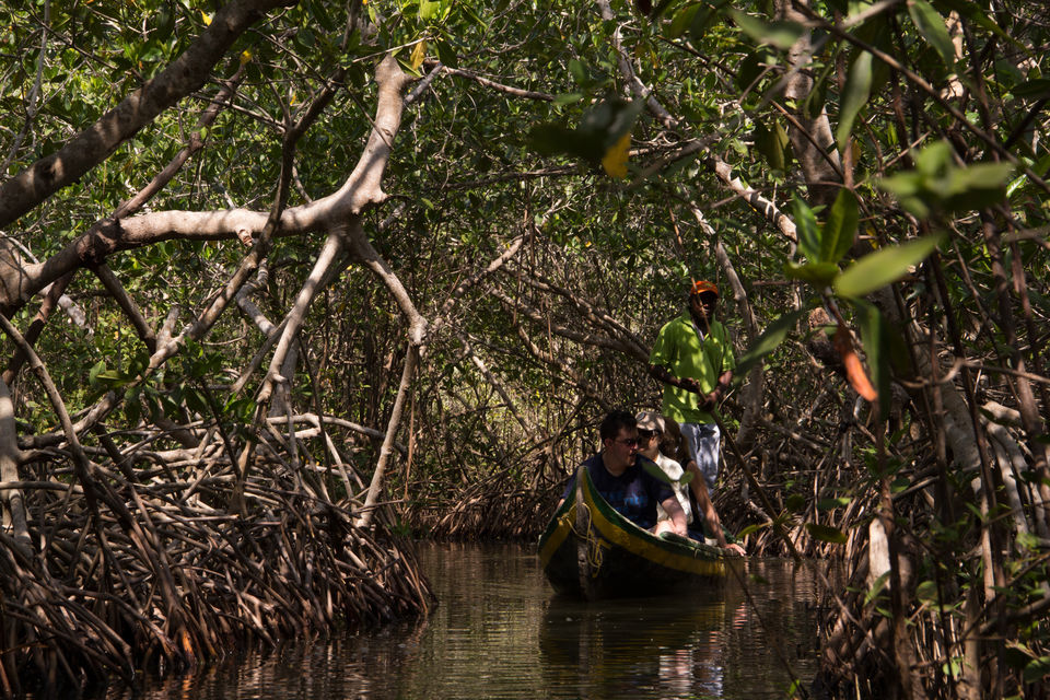 Passeio de canoa pelos manguezais de Cartagena
