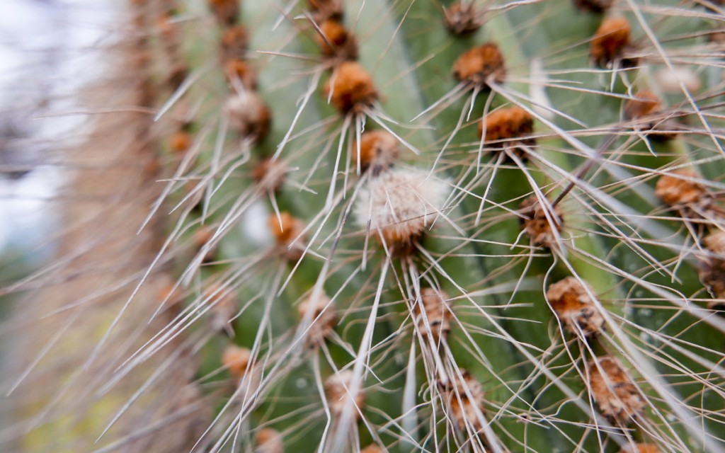 Cactos do Jardim Botanico de Pucará de Tilcara