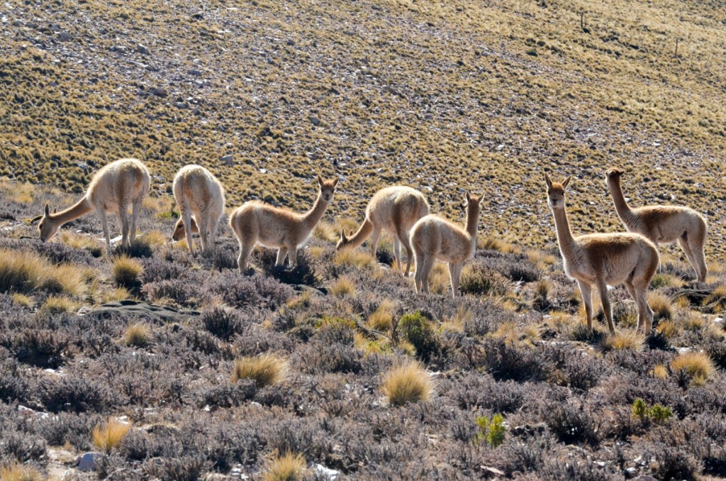 vicuñas na vegetação a beira da estrada em salta