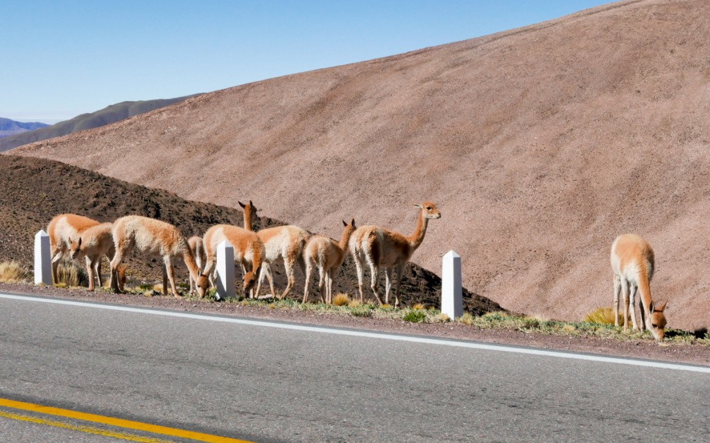 lhamas na beira da estrada em Jujuy