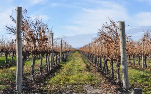 Vinícola Andeluna: uma experiência imperdível no Valle de Uco, em Mendoza