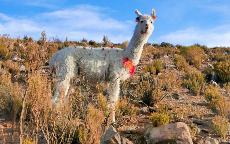 lhamas argentina