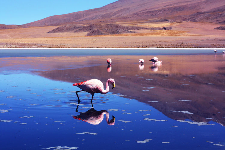 flamingos salar de uyuni