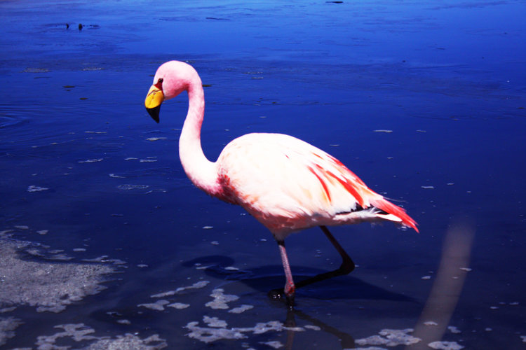 flamingos bolívia