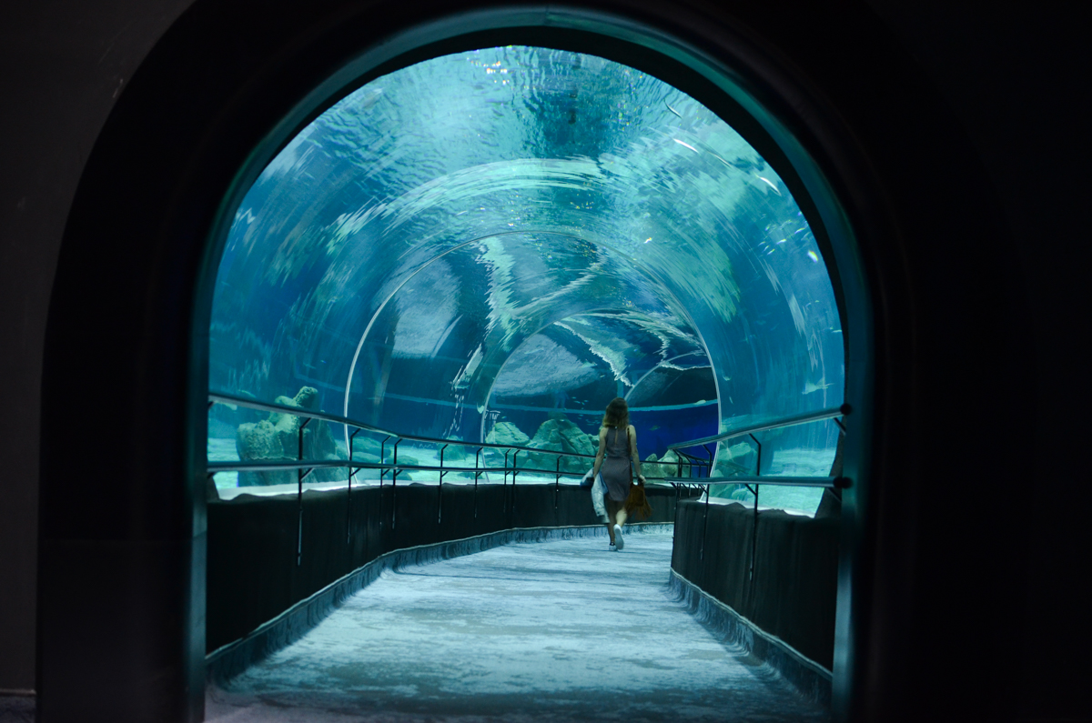 Conhecendo o AquaRio, o Aquário Marinho do Rio de Janeiro Conhecendo o AquaRio, o Aquário Marinho do Rio de Janeiro
