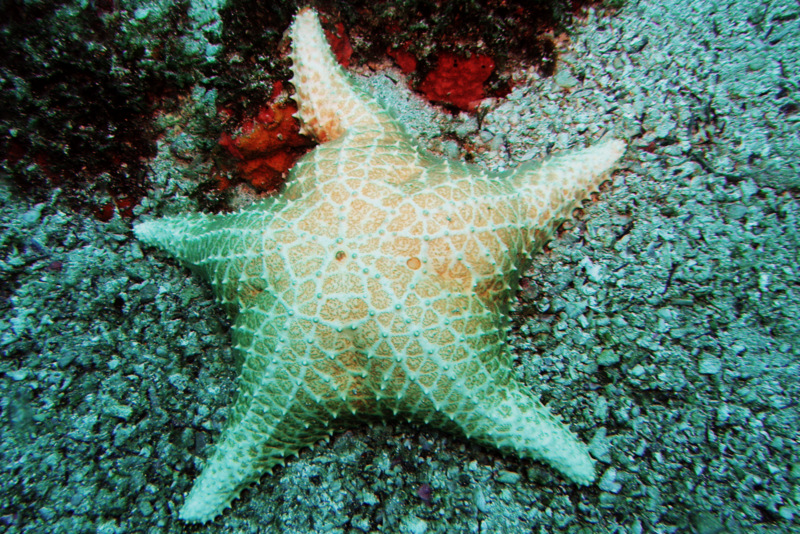 Estrela do Mar Búzios