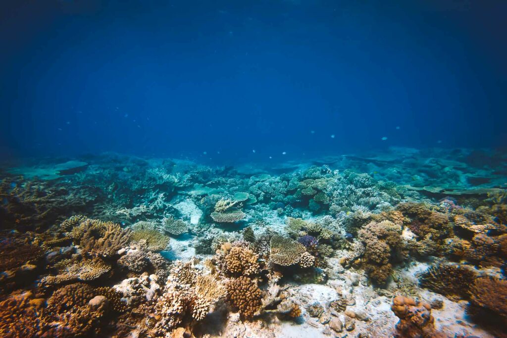 mergulho em buzios e arraial do cabo