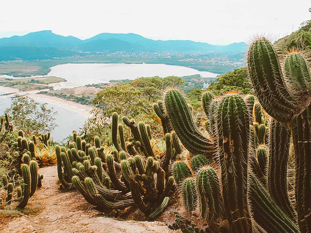 10 lugares incríveis para conhecer em niterói trilha do morro das andorinhas