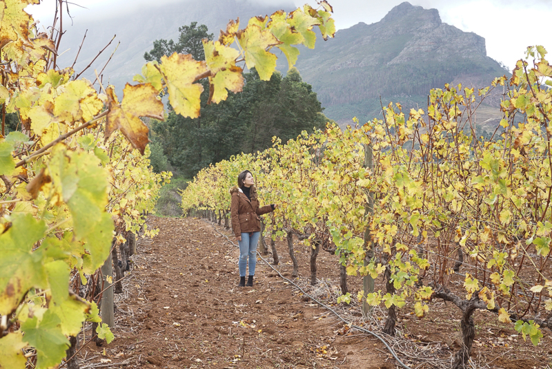 caminho da plantação na Stellenbosch Winelands