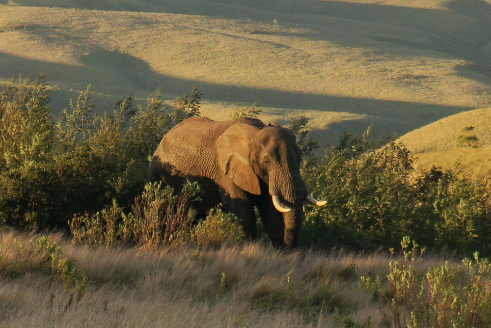 Safari em Gondwana Game Reserve