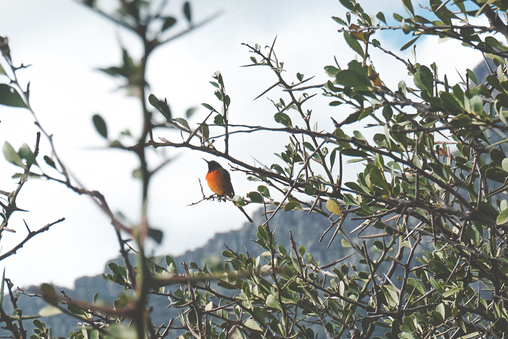 Natureza de Cape Town