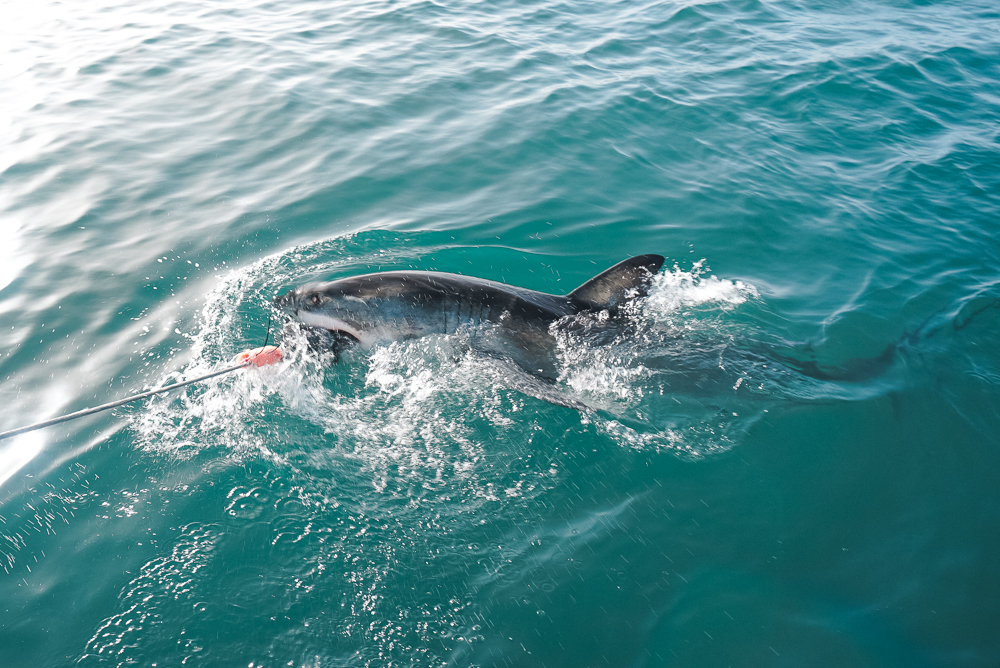 Tubarão branco em Mossel Bay