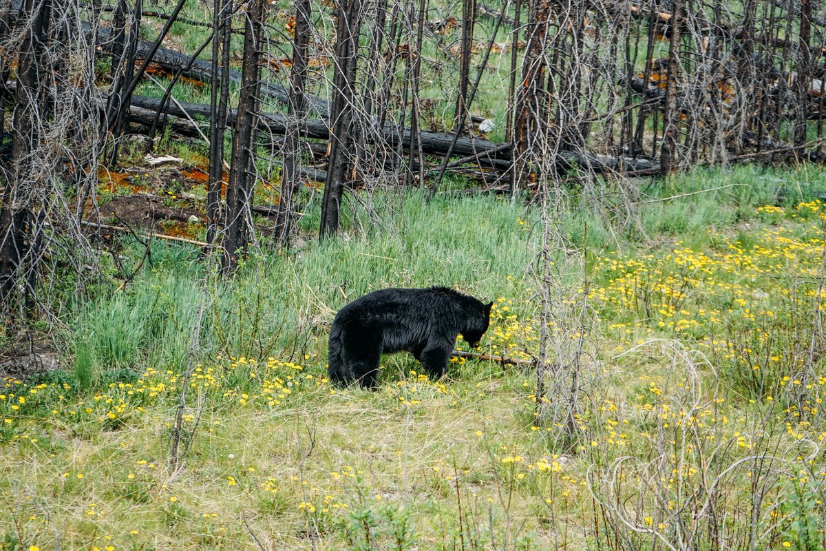 Ursos em Jasper