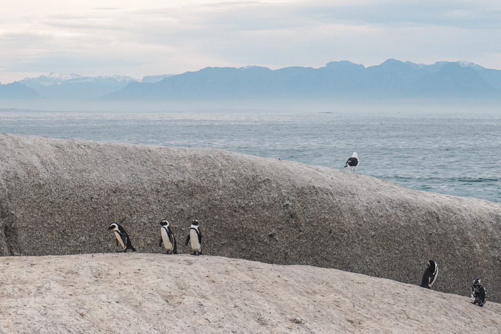 Pinguins juntos na oulder's Beach em Cape Town