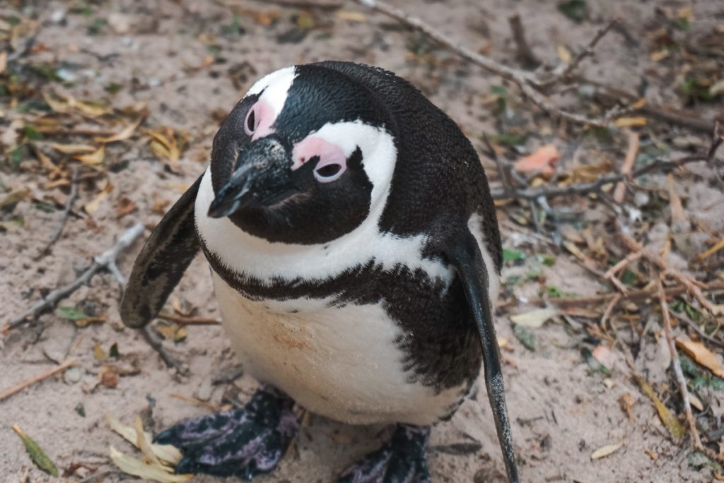 pinguim na Boulder's Beach