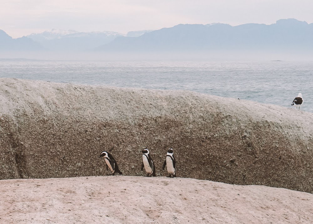 Pinguins na famosa boulder's beach