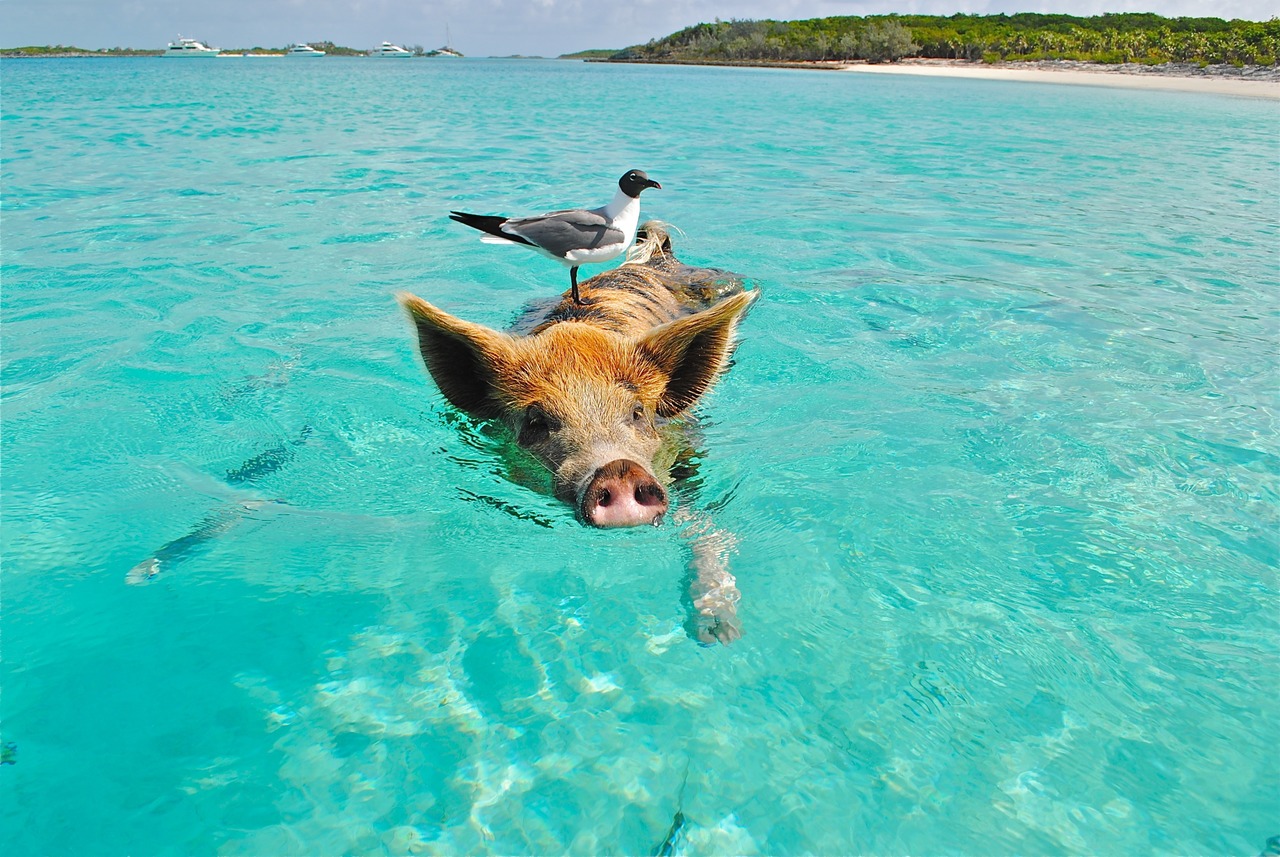 Ilha dos Porcos, Bahamas