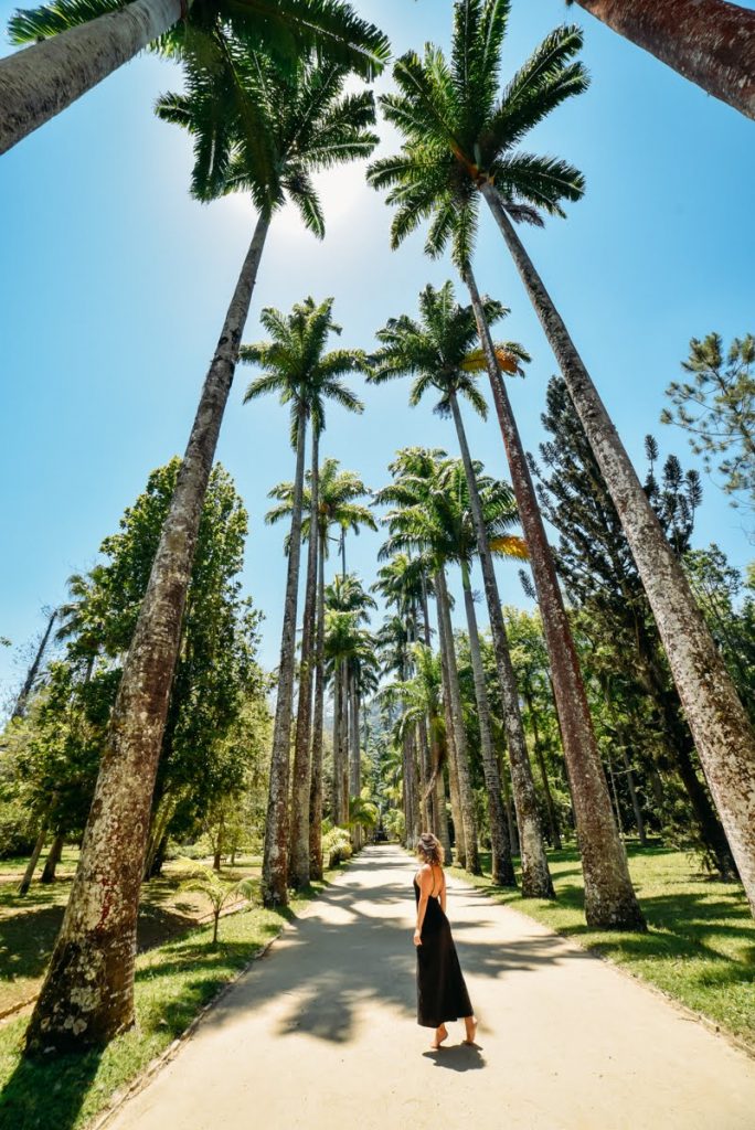 Fotos no Rio de Janeiro - Palmeiras do Jardim Botânico do Rio de Janeiro