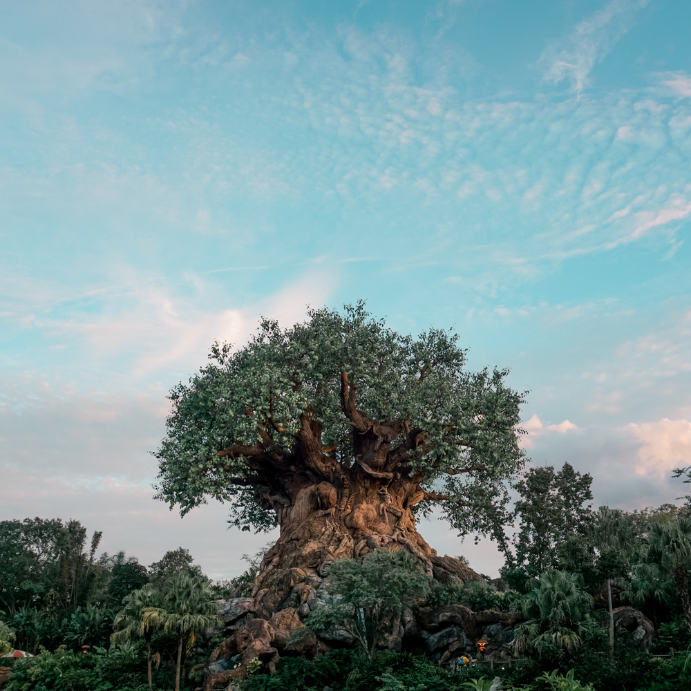 Animal Kingdom