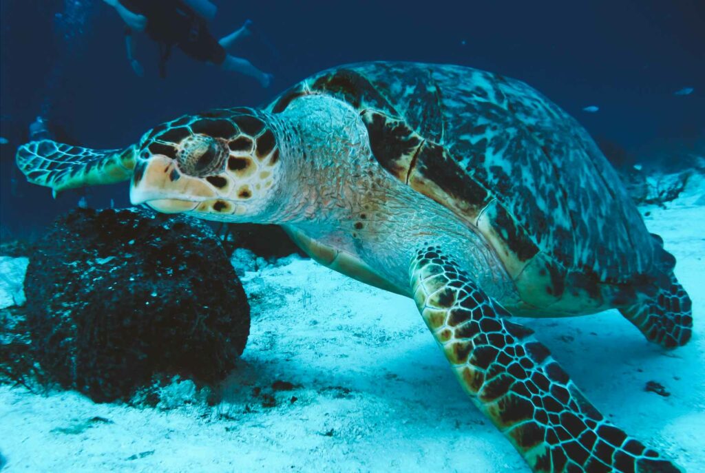 melhores spots de mergulho arraial do cabo