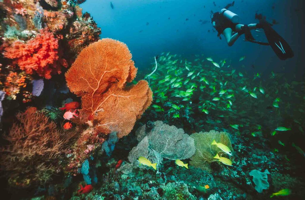 mergulho em arraial do cabo valor 