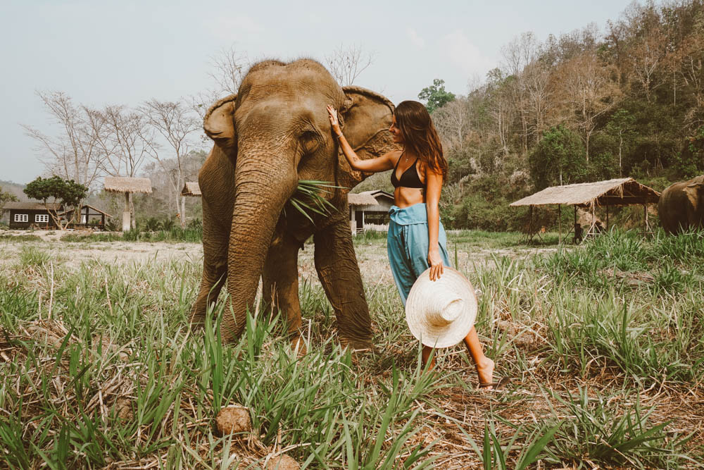 elefantes em chiang mai