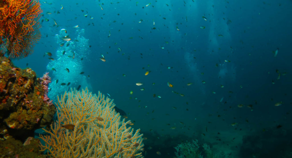 Mergulho na Tailândia: onde mergulhar em Koh Phi Phi Mergulho na Tailândia: onde mergulhar em Koh Phi Phi
