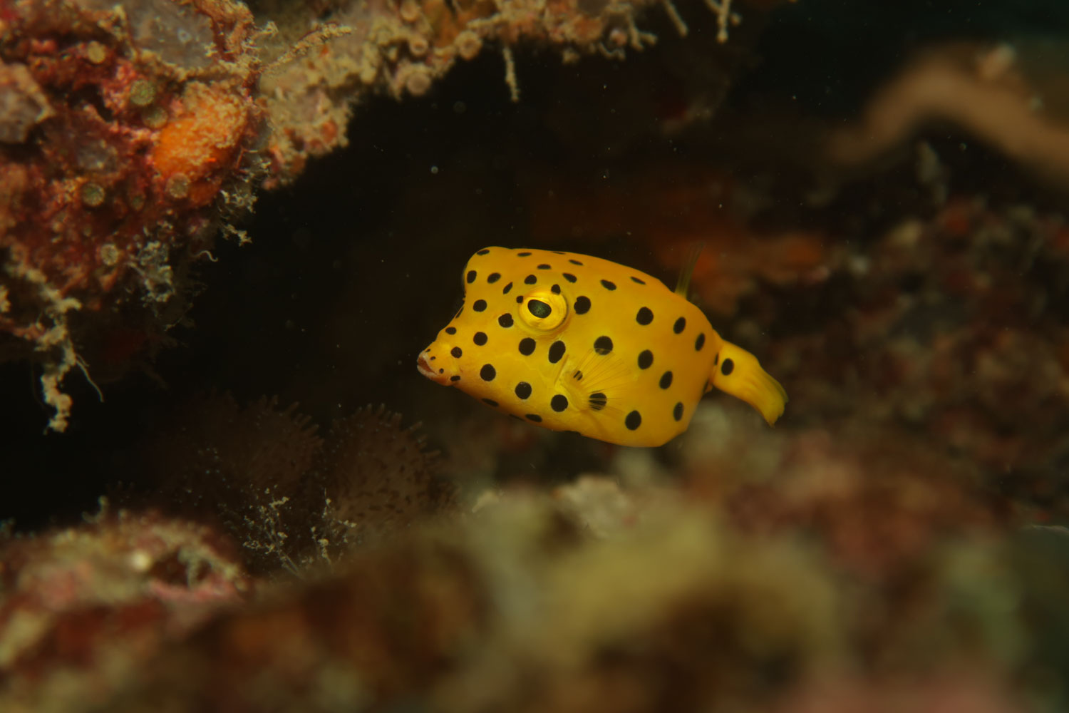 peixe-mergulho-tailândia