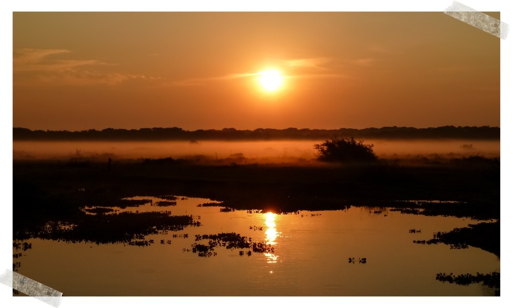 para onde viajar maio pantanal