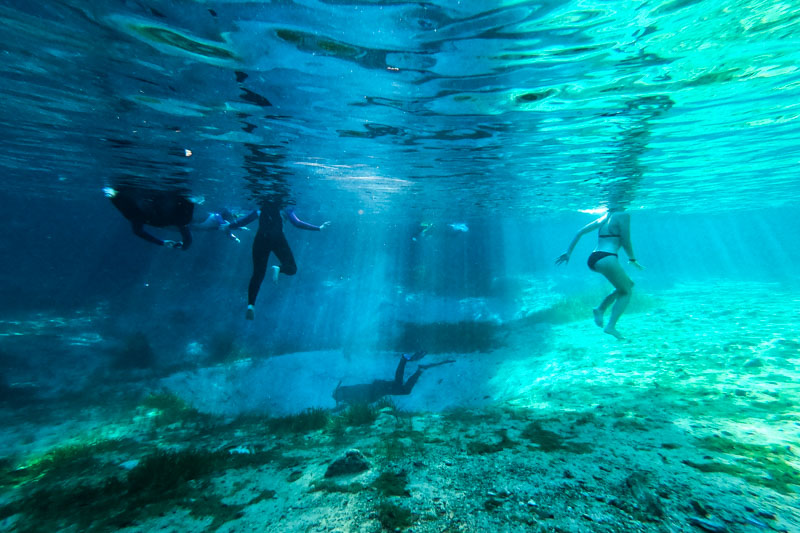 O que fazer e como chegar em Crystal River, o paraíso dos manatees! »  Destinos Imperdíveis