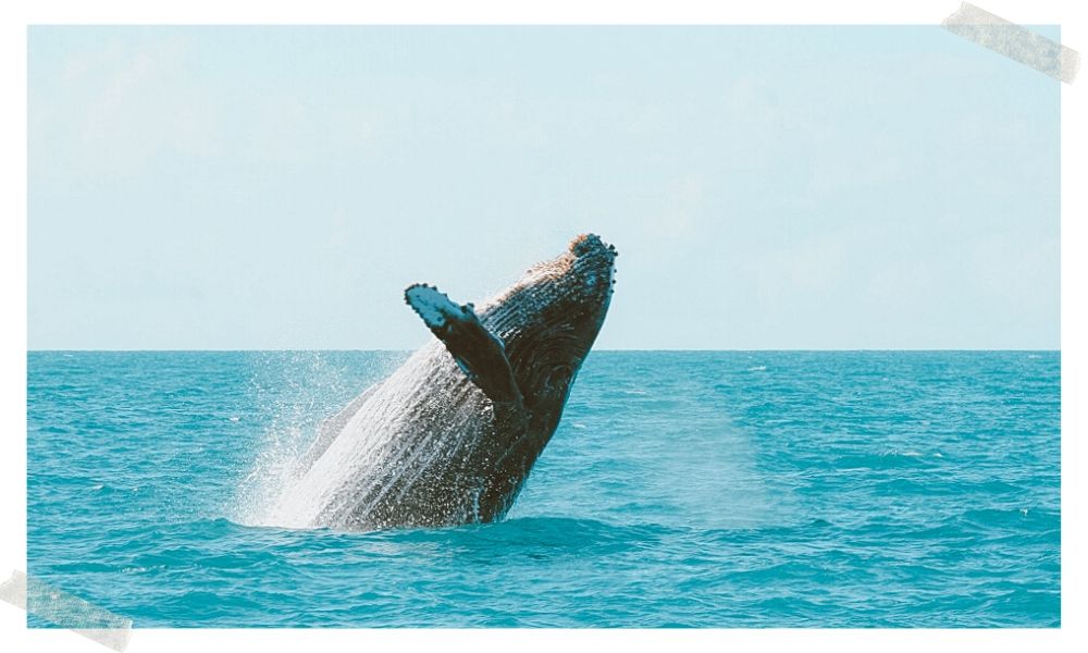 onde avistar baleias no brasil