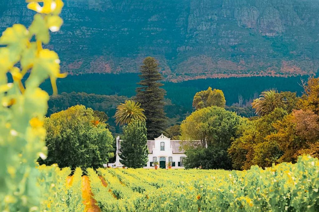 constantia winelands