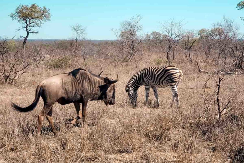 animais no safari na africa do sul