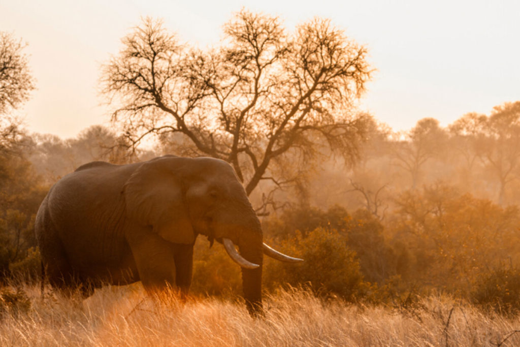 safari kruger national park