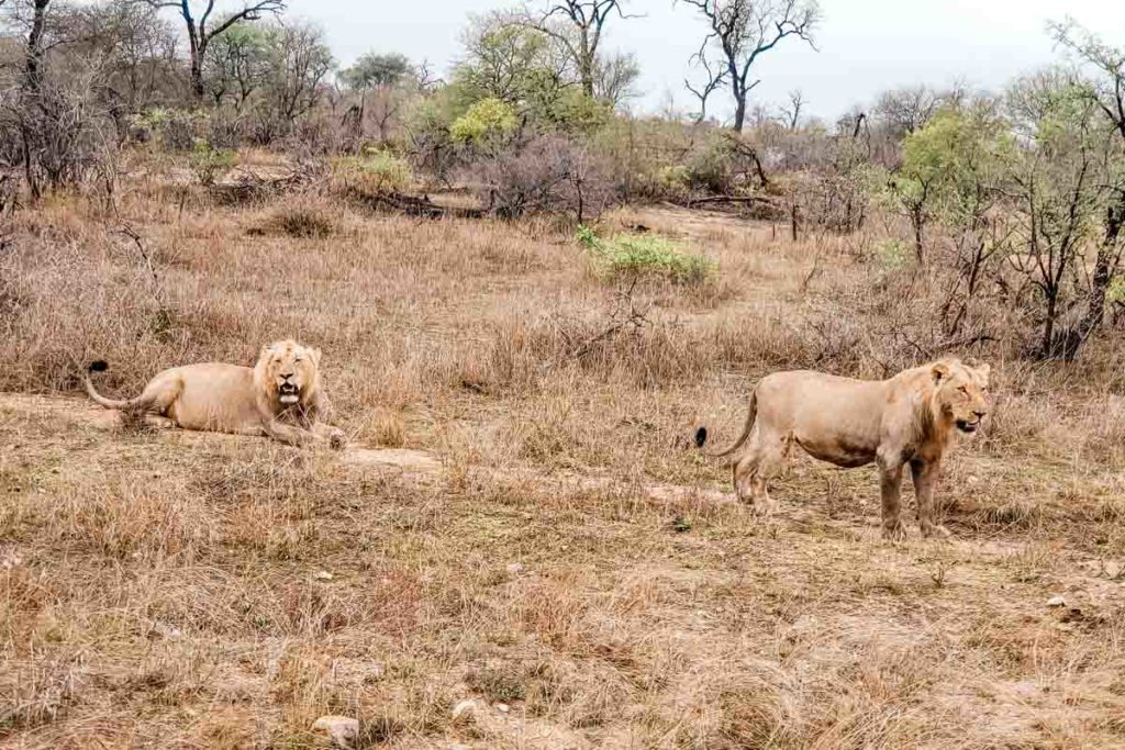 safari-africa-do-sul-leão