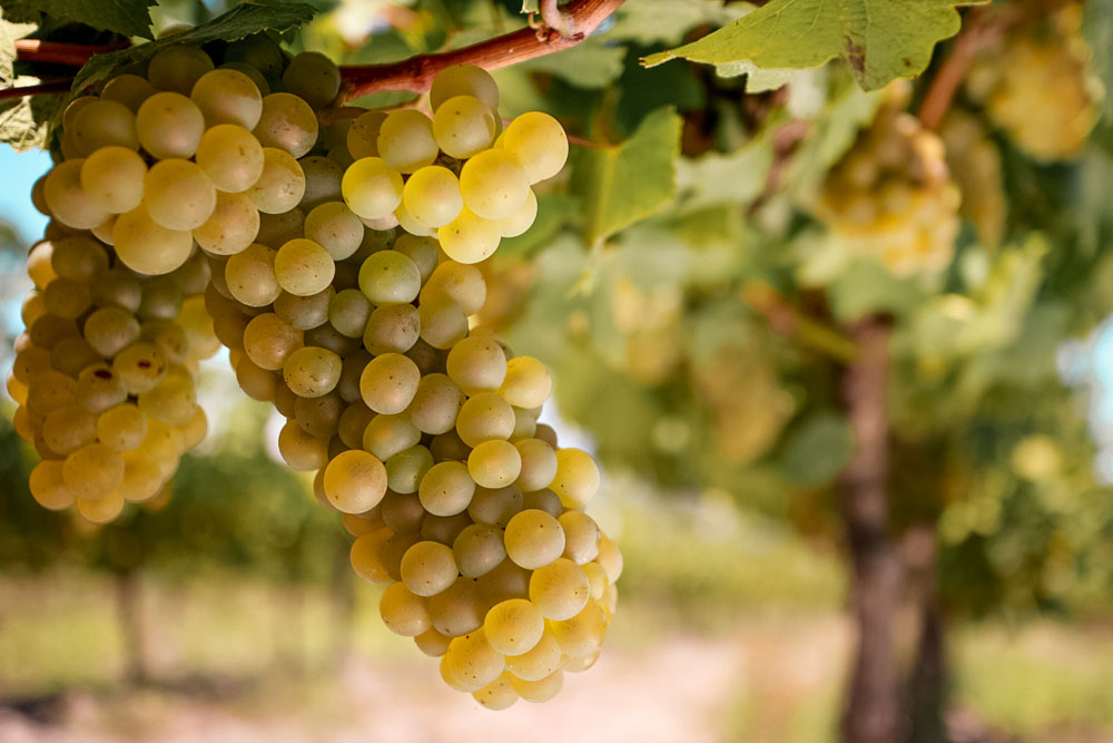 vinho branco africa do sul