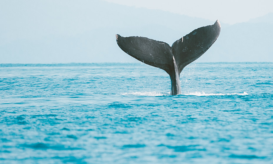 costa das baleias bahia