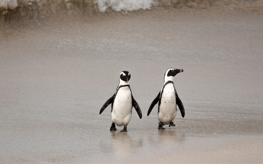 pinguins cape town