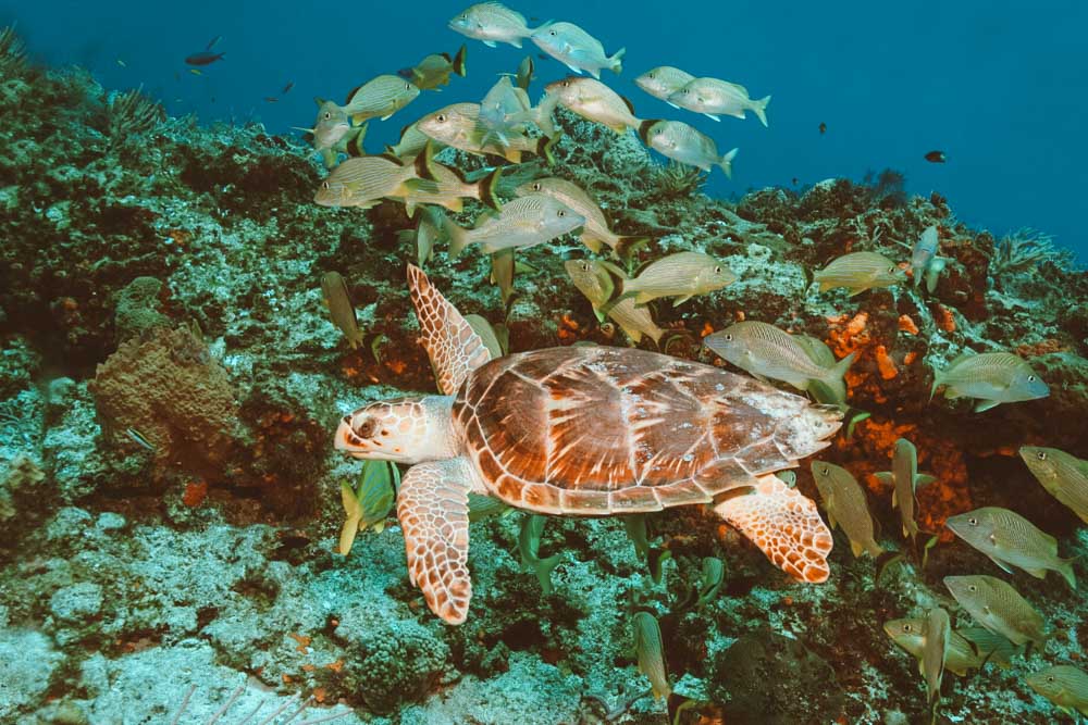 A visibilidade em Cozumel é perfeita para mergulho!