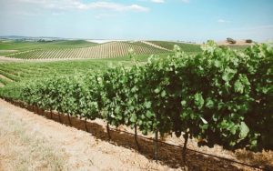 Vinícolas em Portugal: roteiro e dicas das melhores vinícolas