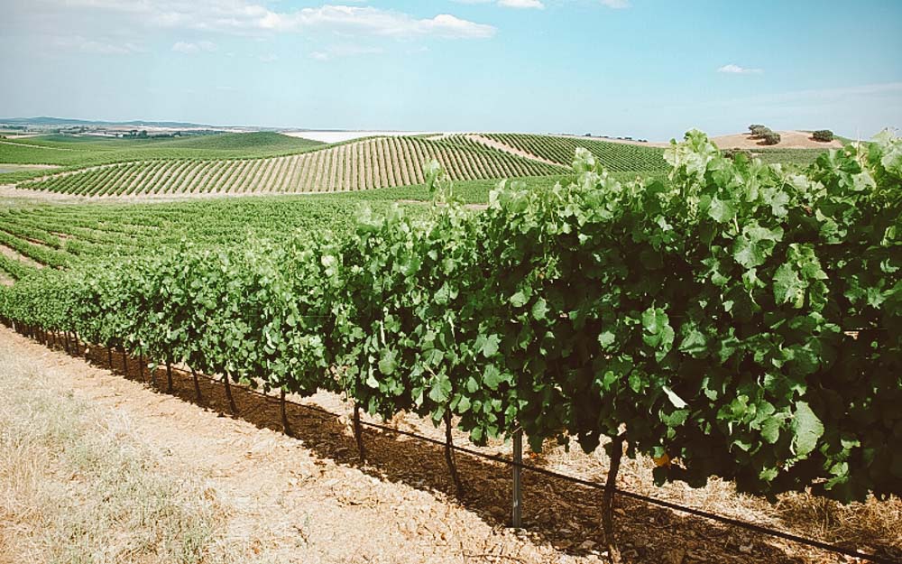 vinicolas em portugal plantação
