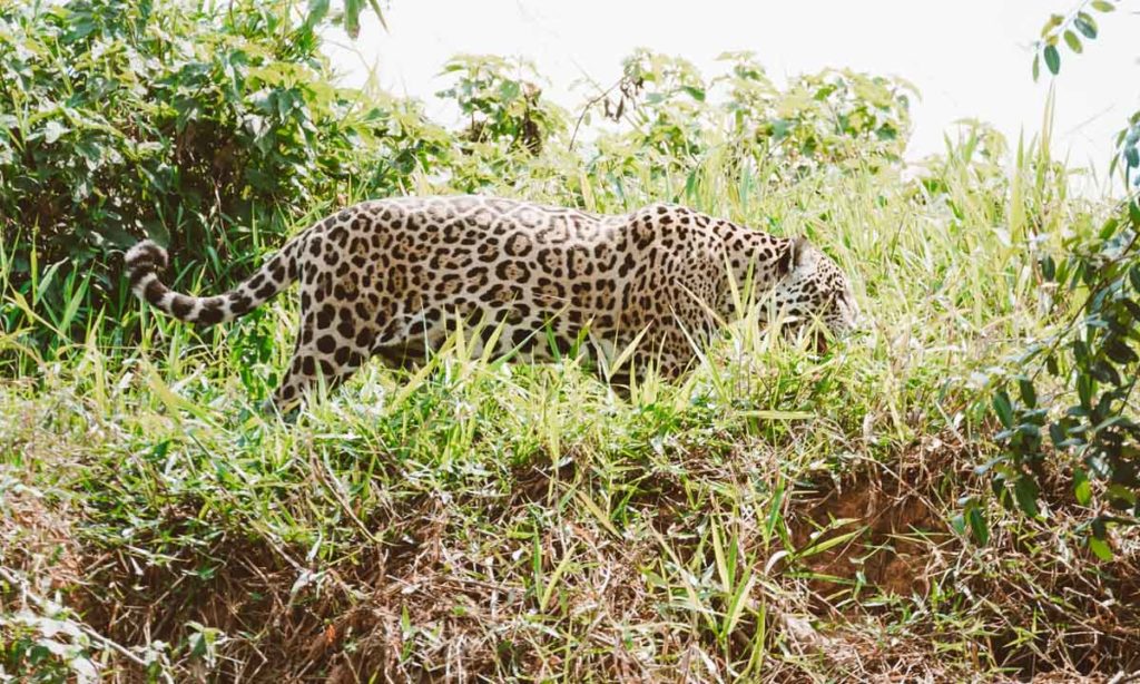 pantanal no brasil