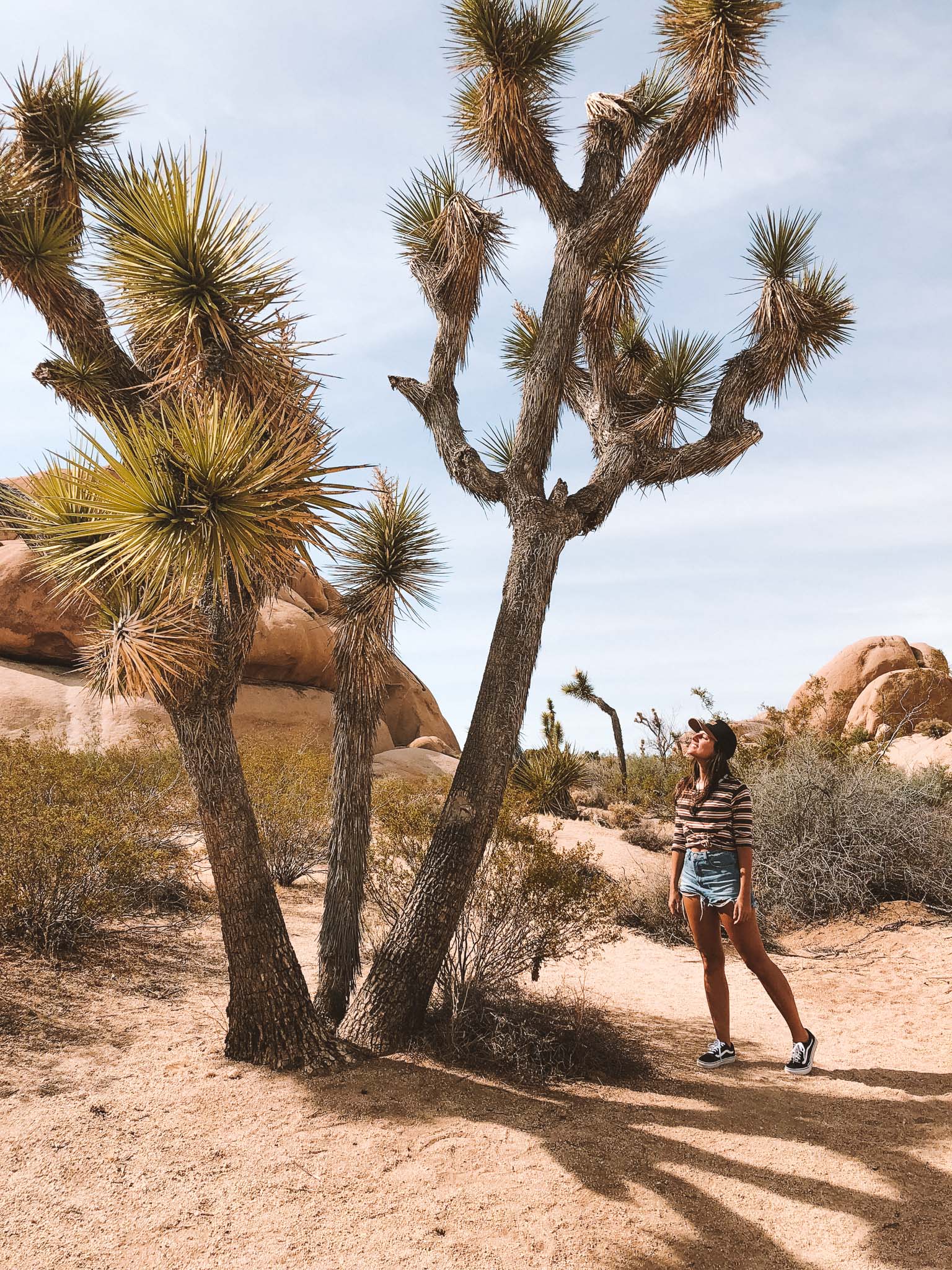 joshua-tree-webstories
