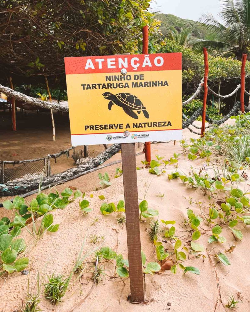 Preservação das tartarugas em Baía Formosa