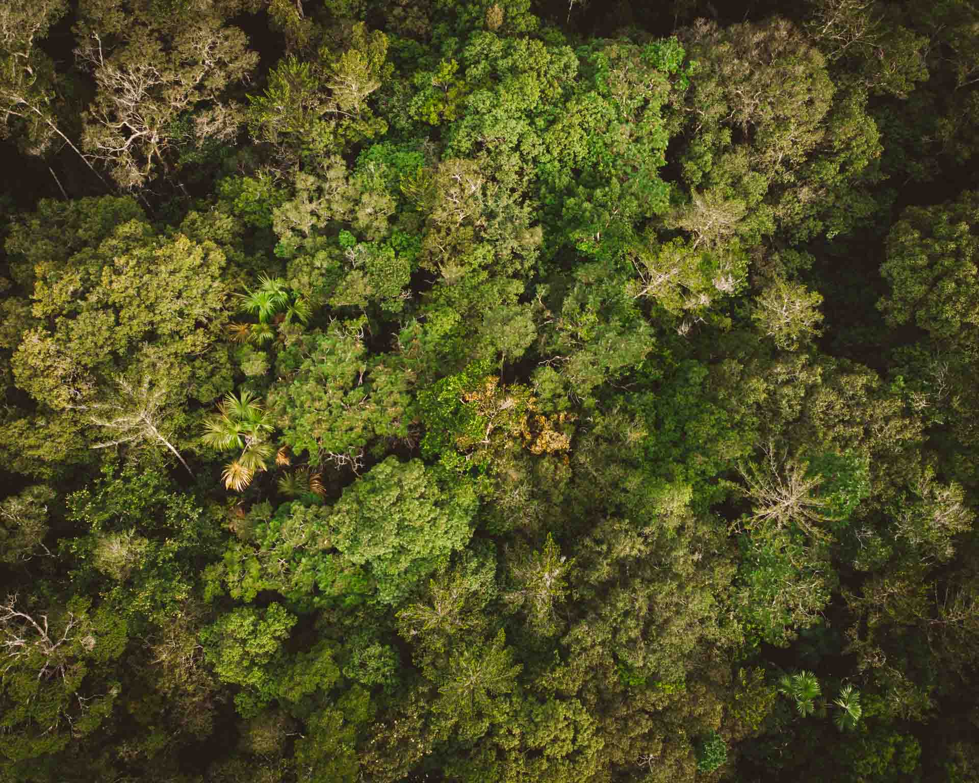 floresta amazônica manaus