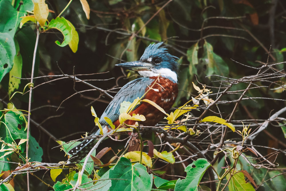 aves do pantanal