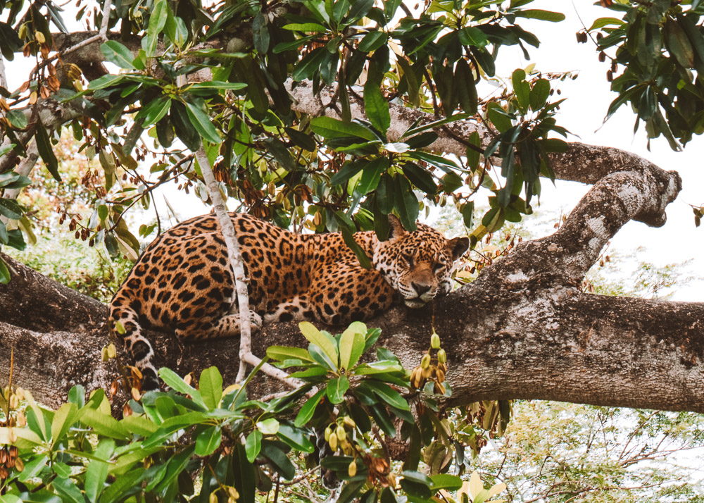 onça pintada pantanal