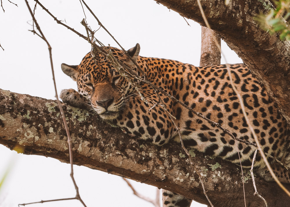 onça pintada pantanal